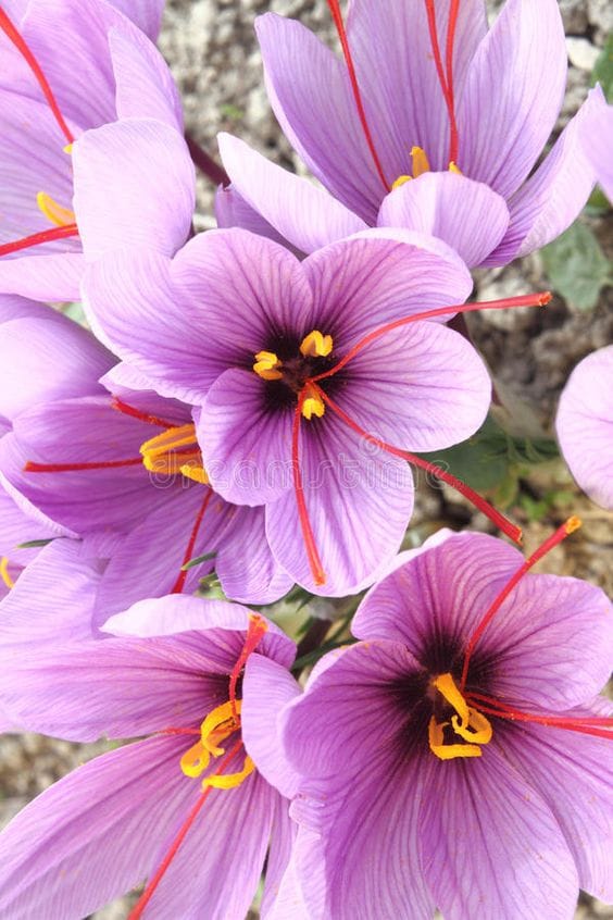 Forecasting more than 580 kg of saffron in Ardestan, saffron harvest, saffron crop, saffron harvest in Ardestan city, saffron crop planting,saffron in Ardestan
