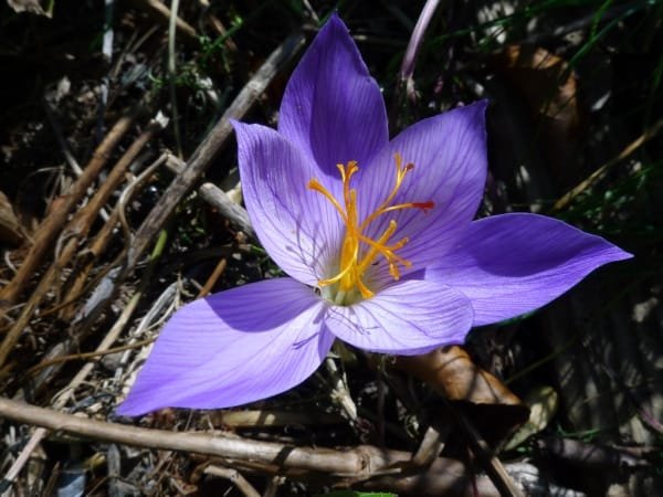 Ghainat has the ability to register the world saffron and barberry brand , Ghainat Ability to register saffron and barberry brand, Saffron harvest, Saffron cultivation, Economic prosperity in saffron, Medicinal plants, Saffron Ghainat , Saffron, Saffron and barberry brand registration of the world