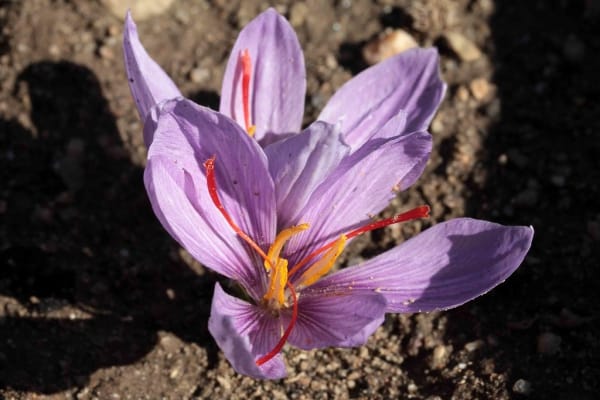 Globalization of Iranian saffron with a credit of 60 billion Tomans , Globalization of Iranian saffron, Saffron harvest, Saffron cultivation, Economic prosperity in saffron, Medicinal plants, Saffron, Globalization of saffron, Iranian saffron