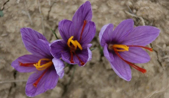 Golden herb known for its medicinal use,Properties for saffron, saffron, respiratory saffron, anti-anxiety saffron, saffron consumption, saffron as a herb, overtaking of saffron, saffron consumption, saffron consumption, saffron mixture, saffron extract