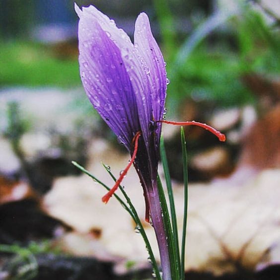 Good news for South Khorasan border saffron growers , South Khorasan border saffron growers, South Khorasan saffron cultivation and export, saffron harvest, saffron cultivation, economic prosperity in saffron
