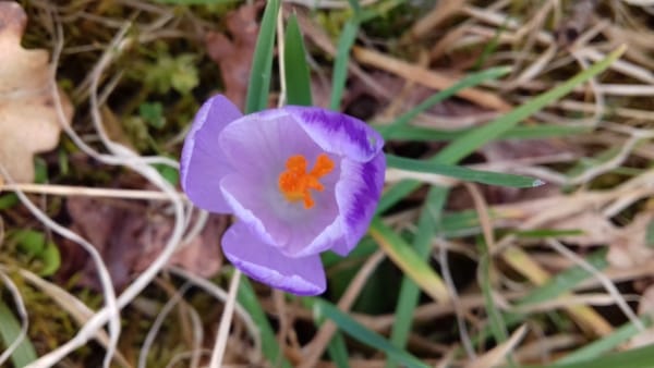 Harvesting 160 kg of saffron in Alborz/43 hectares under saffron cultivation , Saffron harvest in Alborz, Saffron harvest, Saffron cultivation, Economic prosperity in saffron, Medicinal plants, Saffron in Alborz, Iranian saffron, Saffron