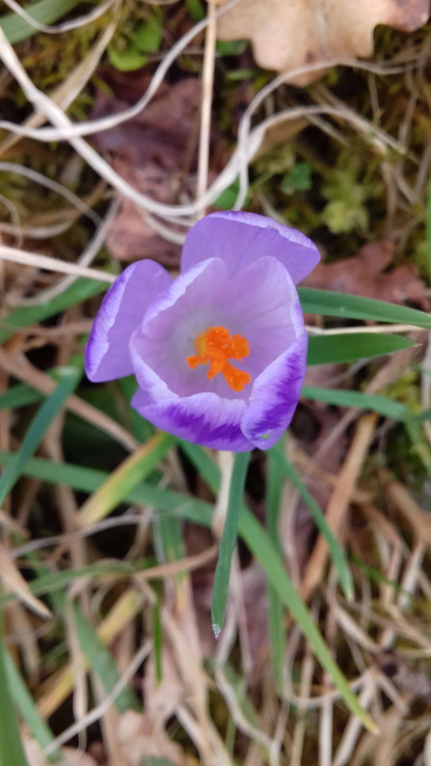 Harvesting 160 kg of saffron in Alborz/43 hectares under saffron cultivation , Saffron harvest in Alborz, Saffron harvest, Saffron cultivation, Economic prosperity in saffron, Medicinal plants, Saffron in Alborz, Iranian saffron, Saffron