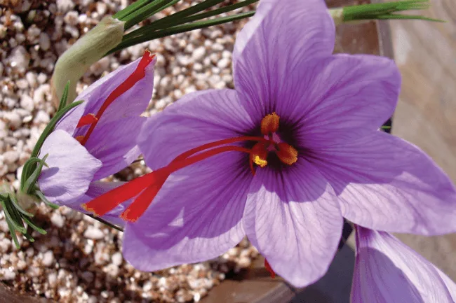 Harvesting saffron from 3 hectares of agricultural land in ShahinDezh,Saffron harvest in Shahindezh, Director of Agriculture Shahindezh, with saffron, the city planted with saffron, product, Persian saffron Shahindezh, health benefits, saffron relaxing, antispasmodic, Memory Booster, lowering blood pressure, appetizer, prevention Heart disease, anticancer
