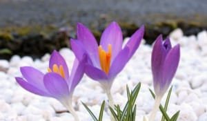 Harvesting saffron from farms in Dashtestan city , Iranian saffron, saffron harvest, saffron cultivation, economic prosperity in saffron, medicinal plants, saffron of Dashtestan city, saffron harvest from Dashtestan farms