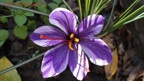 Health - Treatment of liver cancer by consuming saffron , The effect of saffron for liver, Treatment of fatty liver with saffron, Liver cancer, Liver health, Benefits of saffron for liver, Treatment of liver cancer with consumption of saffron, Treatment of liver cancer with saffron, Liver cancer with saffron
