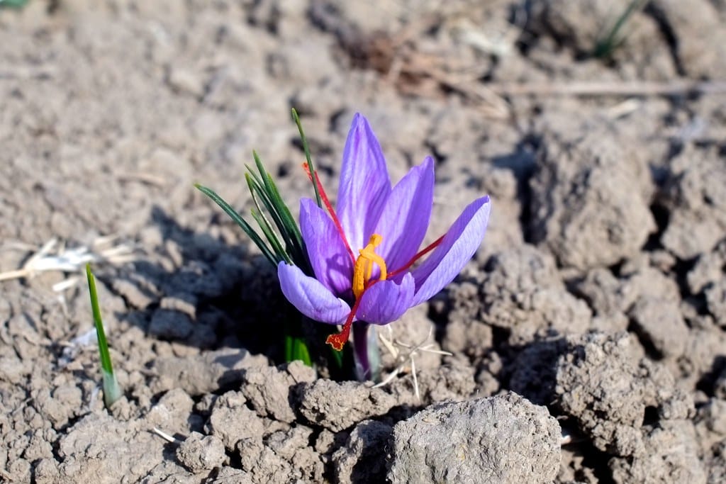 How and how to make money from Iranian saffron? , How to monetize Iranian saffron, Saffron harvest, Saffron cultivation, Economic prosperity in saffron, Medicinal plants, How to make Iranian saffron in monetization,National Saffron Council