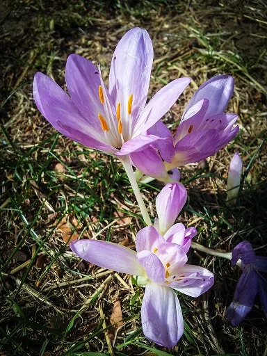 Ignoring the value of Iranian red gold , Neglect of Iranian saffron value, Saffron harvest, Saffron cultivation, Economic prosperity in saffron, Medicinal plants, Neglect of red gold value, Neglect of saffron value, Iranian red gold value, Iranian saffron value