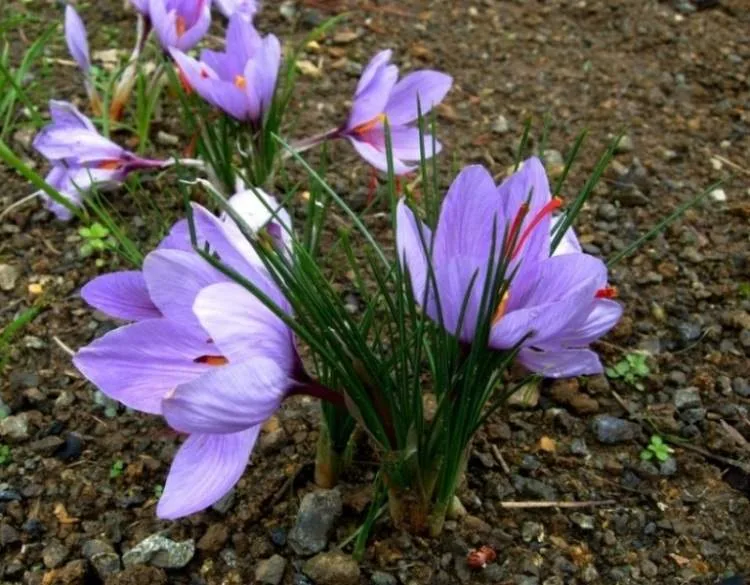 Increasing cultivation of saffron in Kerman province,saffron in Kerman province,Increasing cultivation of saffron, promoting cultivation of crops, promoting cultivation, economic products, saffron farms in Kerman, saffron farms, the most important areas of saffron growing in Kerman province