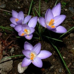 Increasing the area of saffron cultivation in Neishabour to 4000 hectares , Iranian saffron, saffron harvest, saffron cultivation, economic prosperity in saffron, medicinal plants, Saffron harvest, saffron export, Iranian saffron export