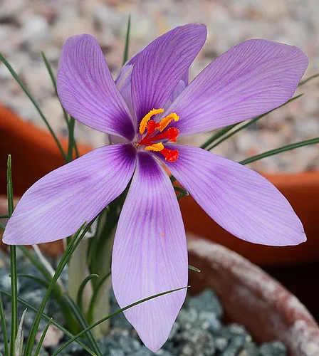 Increasing the area under saffron cultivation in Ardabil , Iranian saffron, saffron harvest, saffron cultivation, economic prosperity in saffron, medicinal plants, Saffron harvest, saffron export, Iranian saffron export