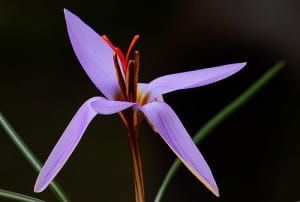 Iranian saffron exports have grown by 72% , Iranian saffron, saffron harvest, saffron cultivation, economic prosperity in saffron, medicinal plants, saffron export 72%, saffron export