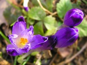 Iranian saffron in the most expensive hamburger in the world , Iranian saffron, saffron harvest, saffron cultivation, economic prosperity in saffron, medicinal plants