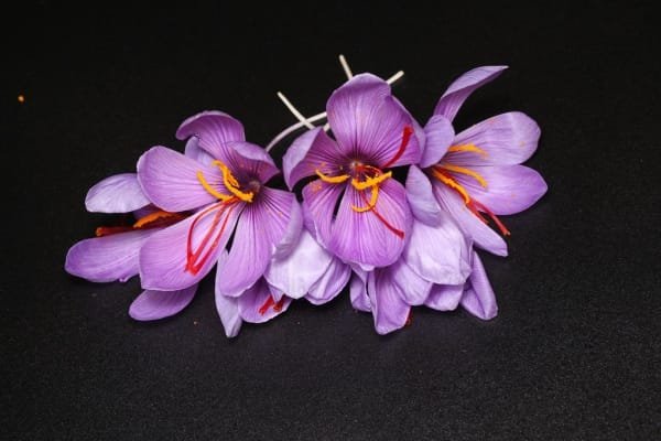 Iranian saffron is a suitable alternative to pistachios , Iranian saffron replaces pistachios, saffron harvest, saffron cultivation, economic prosperity in saffron, medicinal plants, saffron, Iranian saffron suitable replacement with pistachios, Iranian saffron, buying Iranian saffron, selling Iranian saffron