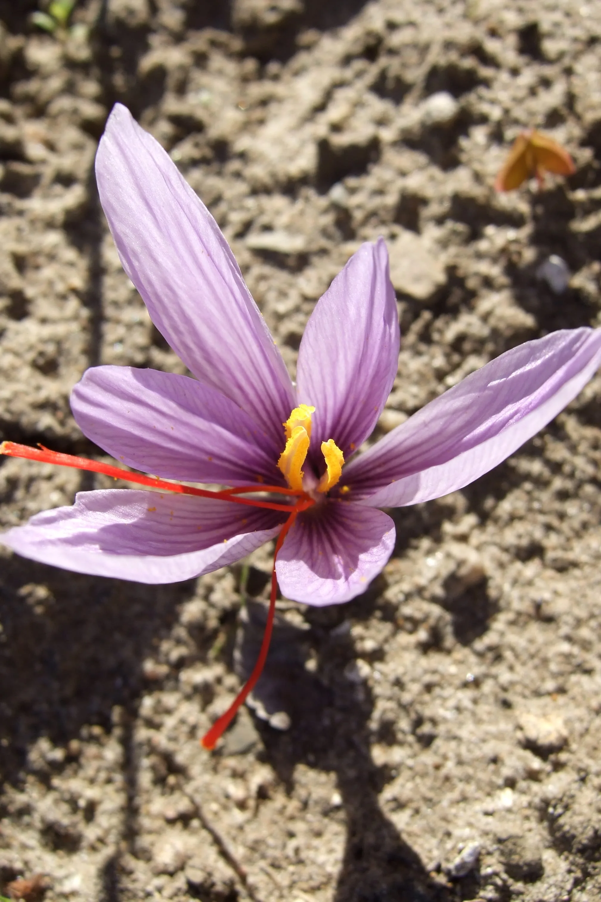 Is Khorasan losing the Iranian saffron market? , Khorasan Iranian saffron market, saffron harvest, saffron cultivation, economic prosperity in saffron, medicinal plants, Iranian saffron, Khorasan saffron market, Iranian saffron market, Khorasan saffron