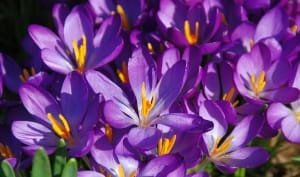 Jihad support for the development of saffron cultivation in Ardabil , Iranian saffron, saffron harvest, saffron cultivation, economic prosperity in saffron, medicinal plants, Ardabil saffron harvest, saffron harvest from farms in Ardabil province, saffron export, Iranian saffron export
