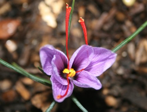 Kermanshah province is the best source of saffron in the world