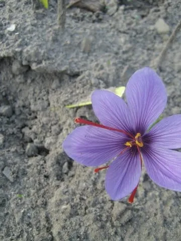 Khorasan Saffron Bazaar in Iran is resting , Khorasan saffron market at rest, saffron harvest, saffron cultivation, economic prosperity in saffron, medicinal plants, Iranian saffron, saffron market at rest, saffron market, Khorasan saffron