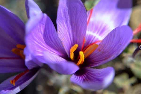 Khorramdareh is one of the areas prone to saffron cultivation , Khorramdareh for saffron cultivation, saffron harvest, saffron cultivation, economic prosperity in saffron, medicinal plants, saffron production, Iranian saffron, saffron cultivation in Khorramdareh