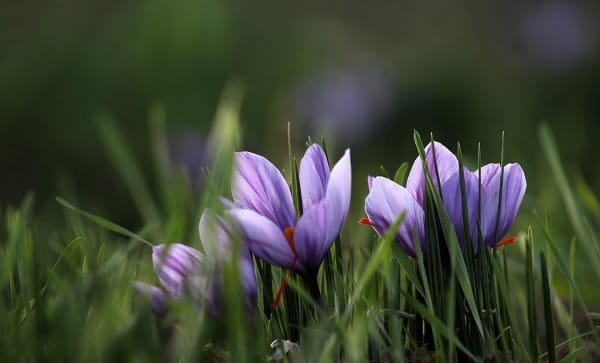 Lack of conversion industries Iranian saffron remains unknown in the world, Iranian saffron conversion industries remain unknown in the world, saffron harvest, saffron cultivation, economic prosperity in saffron, medicinal plants, saffron conversion industries unknown, Iranian saffron, Iranian saffron in the world