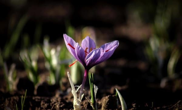 Mashhad saffron exports to Iran were minimized , Mashhad saffron export, saffron harvest, saffron cultivation, economic prosperity in saffron, medicinal plants, Mashhad saffron, Iranian saffron, Mashhad saffron in Iran
