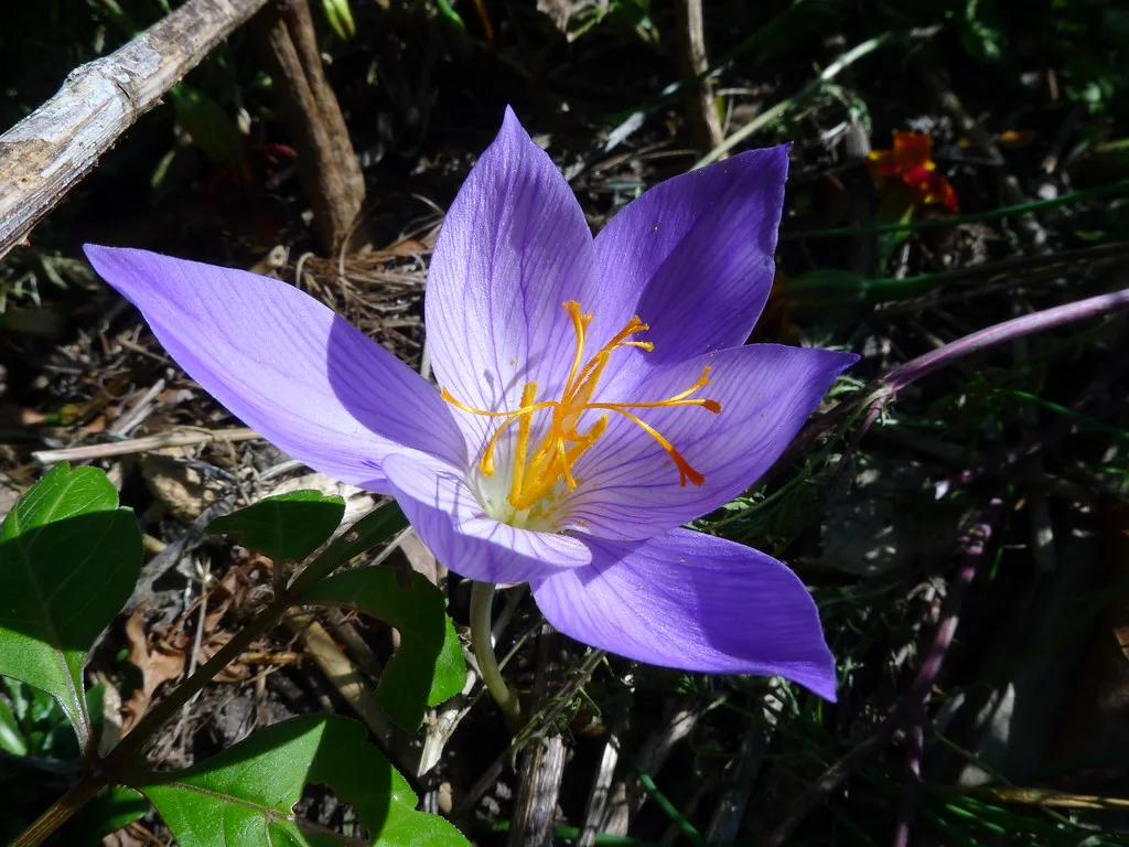 Medicine and Health - Saffron masks for all skin types , Saffron masks for all skin types, Saffron masks for all skin types, Saffron masks for skin, Saffron masks for all skin types, Saffron masks, Buy Iranian saffron, Iranian saffron, Sale of Iranian saffron