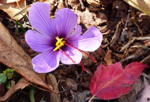 More than 80% of Iranian saffron turnover in the pockets of others , Iranian saffron turnover in the pockets of others, saffron harvest, saffron cultivation, economic prosperity in saffron, medicinal plants, saffron, Iranian saffron turnover, Iranian saffron, buying Iranian saffron, selling Iranian saffron