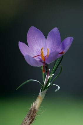 News about the cheapening of Iranian saffron in the world , Cheaper Iranian saffron, saffron harvest, saffron cultivation, economic prosperity in saffron, medicinal plants, cheaper Iranian saffron in the world