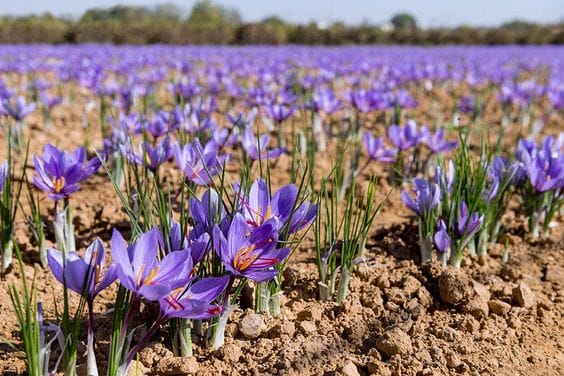 Payment of all claims of saffron farmers in North Khorasan,all claims of saffron farmers in North Khorasan, all claims of saffron farmers in North Khorasan cultivation and export, saffron harvest, saffron cultivation, economic prosperity in saffron, Payment of all claims of saffron farmers, saffron export
