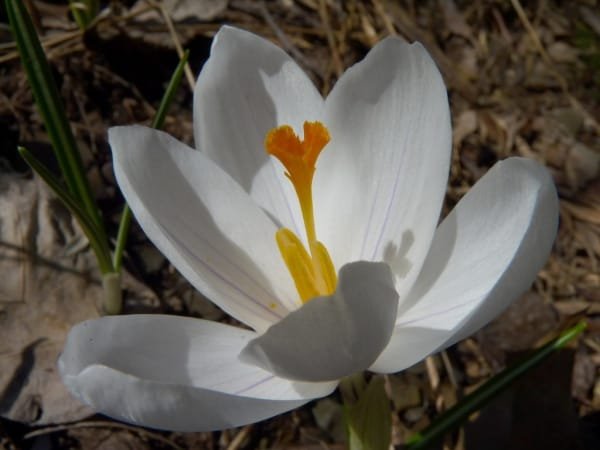 Planting 620 hectares of medicinal plants and saffron in Lorestan , Planting medicinal plants in Lorestan, Saffron harvesting, Saffron cultivation, Economic prosperity in saffron, Medicinal plants, Saffron production, Iranian saffron, Saffron planting in Lorestan, Lorestan saffron