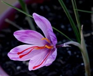 Predict a 15% increase in saffron harvest in Lorestan , Iranian saffron, saffron harvest, saffron cultivation, economic prosperity in saffron, medicinal plants, Saffron harvest, saffron export, Iranian saffron export