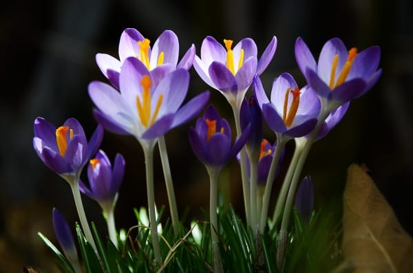 Prediction of harvesting 1,600 kg of saffron in Natanz , Prediction of saffron harvest in Natanz, Saffron harvest, Saffron cultivation, Economic prosperity in saffron, Medicinal plants, Saffron production, Iranian saffron, Saffron harvest in Natanz, Natanz saffron