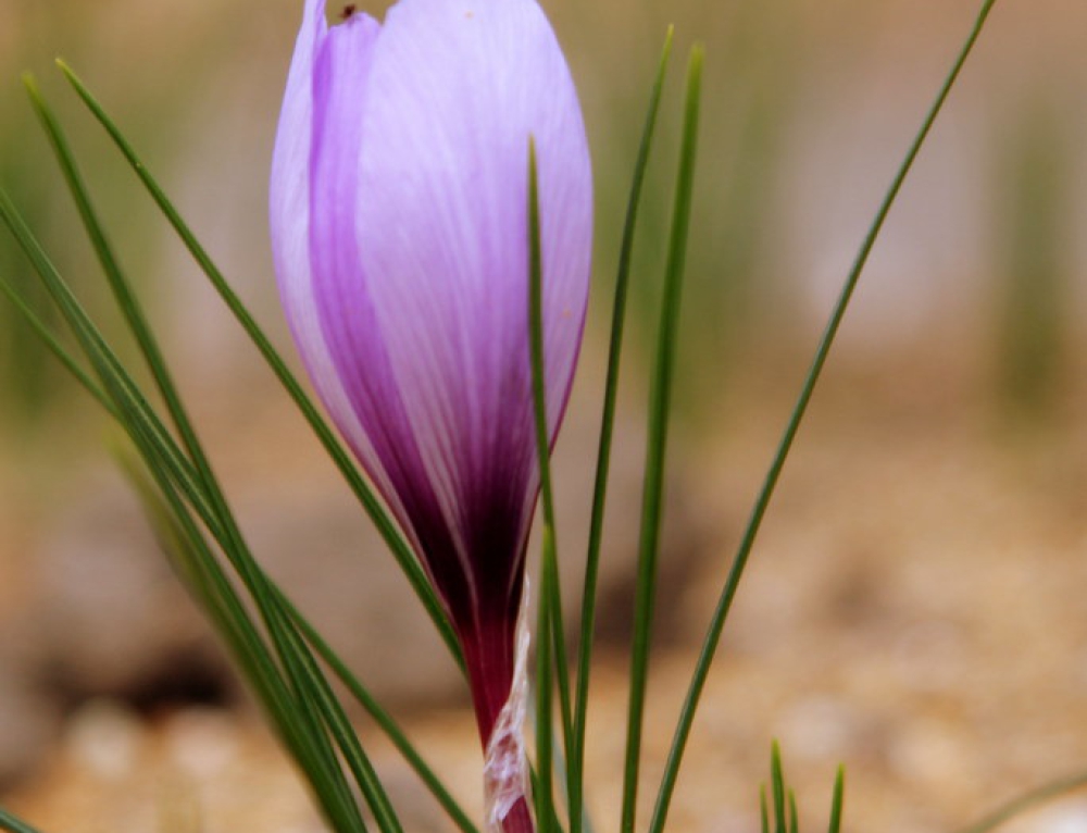 Export Of Iranian Saffron Export Of Iranian Saffron