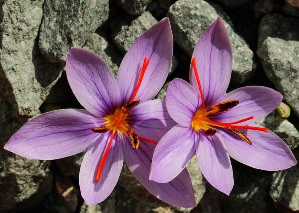Prediction of harvesting 36 kg of saffron from Khuzestan farms , Prediction of saffron harvest from Khuzestan farms, Saffron harvest, Saffron cultivation, Economic prosperity in saffron, Medicinal plants, Saffron harvest from Khuzestan farms, Iranian saffron, Khuzestan saffron