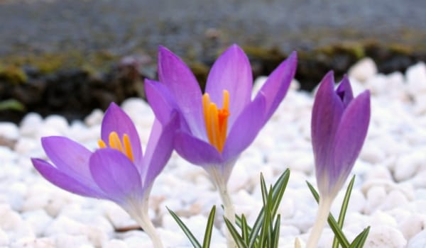 Prediction of harvesting 870 kg of saffron in Hamedan , Prediction of saffron harvest in Hamedan, Saffron harvest, Saffron cultivation, Economic prosperity in saffron, Medicinal plants, Hamedan saffron, Saffron harvest