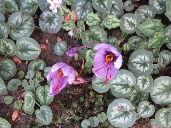 Predictions about saffron exports did not materialize,Predictions about saffron export, economic prosperity in saffron, medicinal plants, saffron production, Iranian saffron, saffron export did not materialize, saffron export