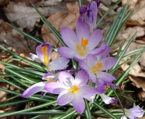 Prevent blindness by consuming saffron , Iranian saffron, saffron harvest, saffron cultivation, economic prosperity in saffron, medicinal plants, Saffron harvest, saffron export, Iranian saffron export