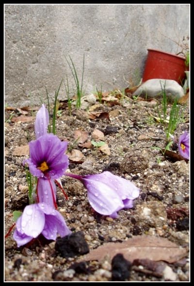 Problems of the Iranian saffron export market last year , Problems of Iranian Saffron Export Market, Saffron Harvest, Saffron Cultivation, Economic Prosperity in Saffron, Medicinal Plants, Iranian Saffron Export Market, Iranian Saffron
