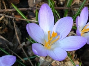 Production forecast of 300 kg of saffron in Kermanshah , Iranian saffron, saffron harvest, saffron cultivation, economic prosperity in saffron, medicinal plants, Saffron harvest, saffron export, Iranian saffron export