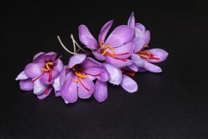 Production forecast of 700 kg of saffron in Kermanshah province , Iranian saffron, saffron harvest, saffron cultivation, economic prosperity in saffron, medicinal plants, Kermanshah saffron harvest, saffron harvest from farms in Kermanshah, saffron export, Iranian saffron export