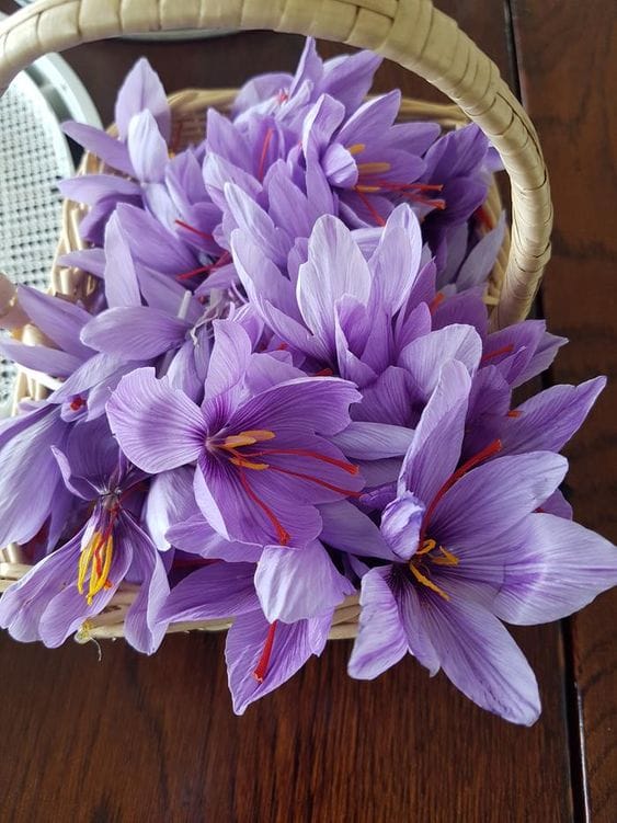 Production of 11 billion saffron in Mazandaran province , Saffron in Mazandaran province, saffron harvest, saffron cultivation, economic prosperity in saffron, medicinal plants, saffron in Mazandaran province, saffron production in Mazandaran province