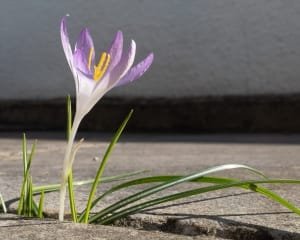 Production of 11 tons of dry saffron this year in Neishabour city , Iranian saffron, saffron harvest, saffron cultivation, economic prosperity in saffron, medicinal plants, Saffron harvest, saffron export, Iranian saffron export