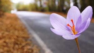 Production of 27 kg of saffron per year in Namin city , Iranian saffron, saffron harvest, saffron cultivation, economic prosperity in saffron, medicinal plants, Namin saffron harvest, saffron harvest from farms in Namin, saffron export, Iranian saffron export