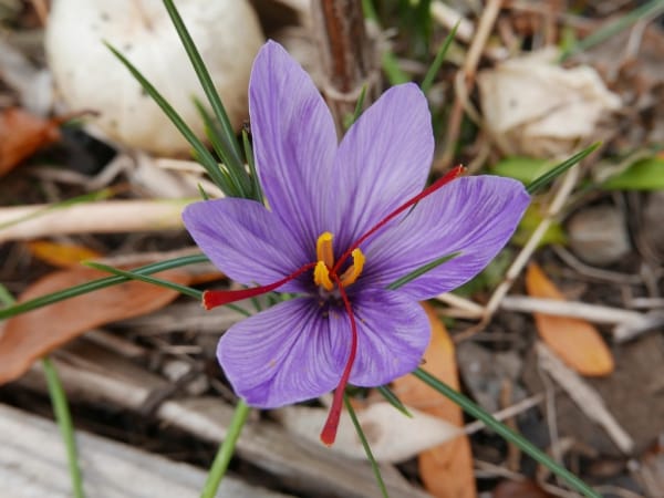 Production of 27 kg of saffron this year in Namin city , Saffron production in Namin city, Saffron harvest, Saffron cultivation, Economic prosperity in saffron, Medicinal plants, Saffron, Saffron production, Iranian saffron
