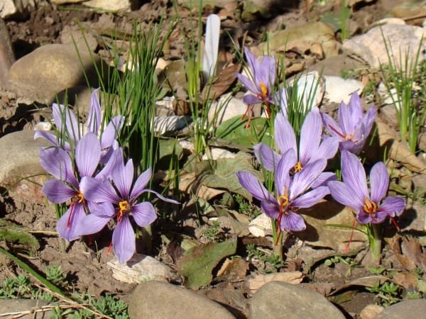 Profit of Iranian saffron to the taste of the Spaniards , Iranian saffron profit, saffron harvest, saffron cultivation, economic prosperity in saffron, medicinal plants, Iranian saffron, Khorasan Razavi saffron, Khorasan Razavi saffron to the taste of Spaniards