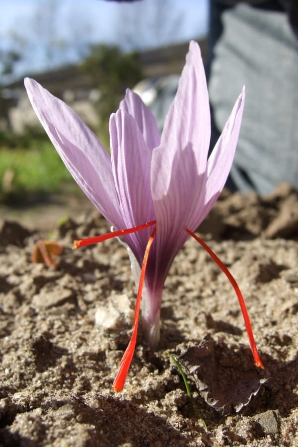 Reducing the export of Iranian saffron by collecting duties , Reduction of Iranian saffron export, Saffron harvest, Saffron cultivation, Economic prosperity in saffron, Medicinal plants, Iranian saffron, Export of Iranian saffron with tolls, Iranian saffron market, Export of Iranian saffron