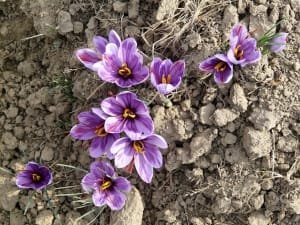 Refusal of saffron growers in North Khorasan to distribute saffron , Iranian saffron, saffron harvest, saffron cultivation, economic prosperity in saffron, medicinal plants, Saffron harvest, saffron export, Iranian saffron export