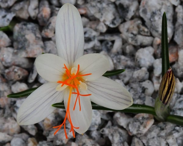 Revenue of saffron farmers in Azadshahr is 14 billion Tomans , Income of saffron growers in Azadshahr, Saffron harvest, Saffron cultivation, Economic prosperity in saffron, Medicinal plants, Saffron production, Iranian saffron, Saffron growers in Azadshahr,Azadshahr saffron