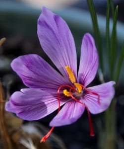 Rising price of red gold (saffron) in North Khorasan , Iranian saffron, saffron harvest, saffron cultivation, economic prosperity in saffron, medicinal plants, Saffron harvest, saffron export, Iranian saffron export