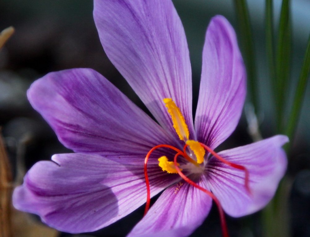 Harvesting of 7600 kg of saffron from Neishabour farms began